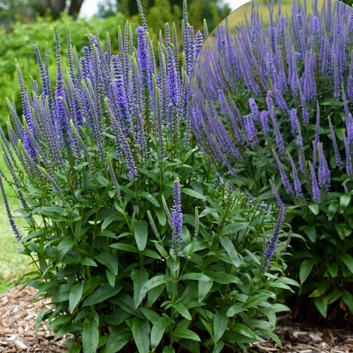 Veronica spicata 'Veronique Blue' - Kassisaba 'Veronique Blue' P11/0,75L